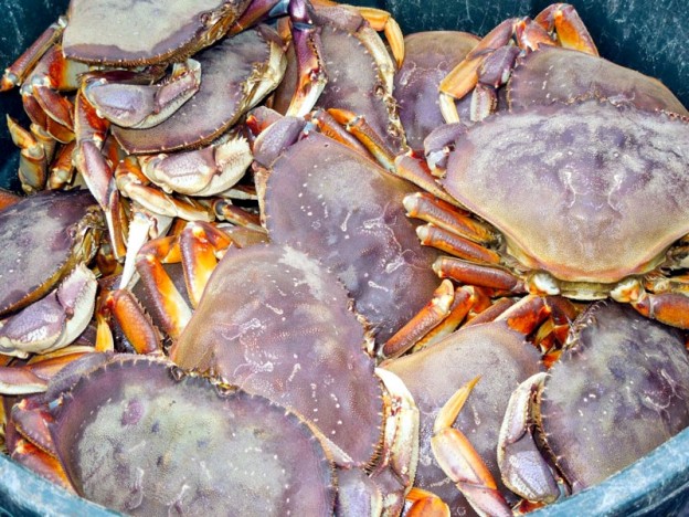 The Star of the Festival — and the Feast — the Dungeness Crab!