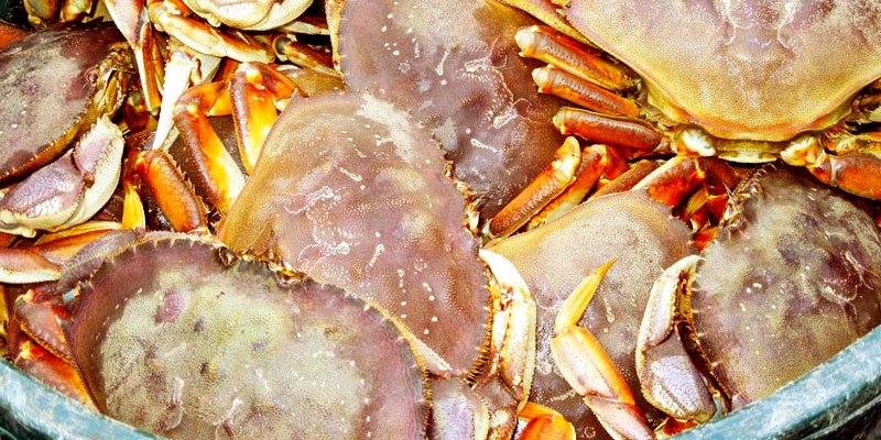 bucket-of-crabs-800×400-redder